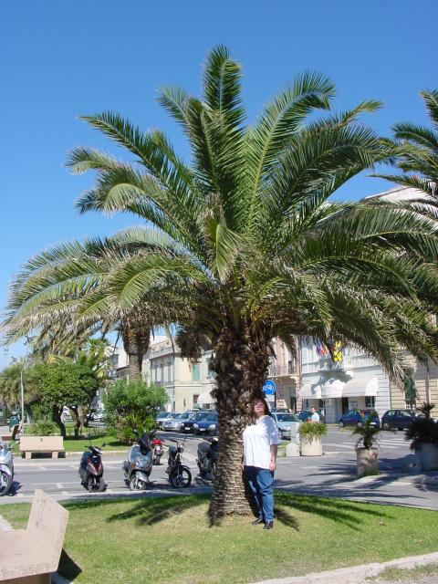 Viareggio01.jpg